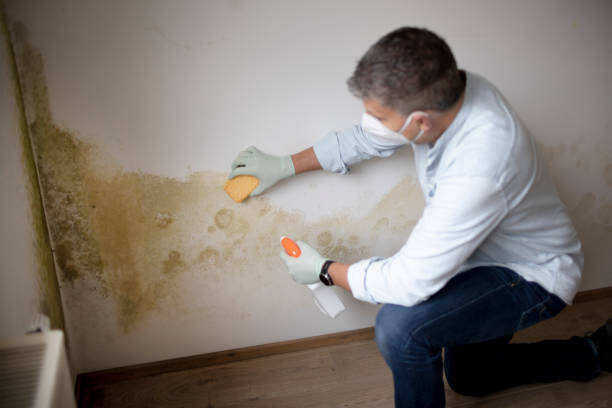 Best Environmental Consulting for Mold Prevention  in Varnville, SC